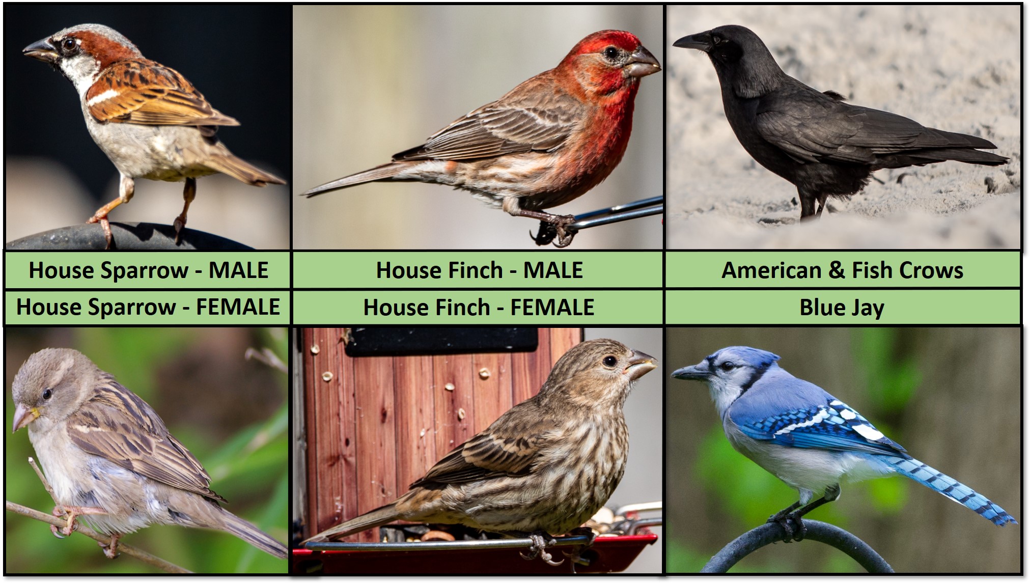 Bird Image