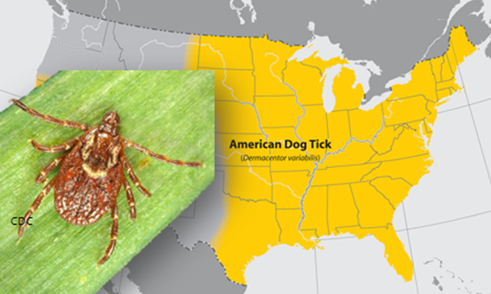 American Dog Tick