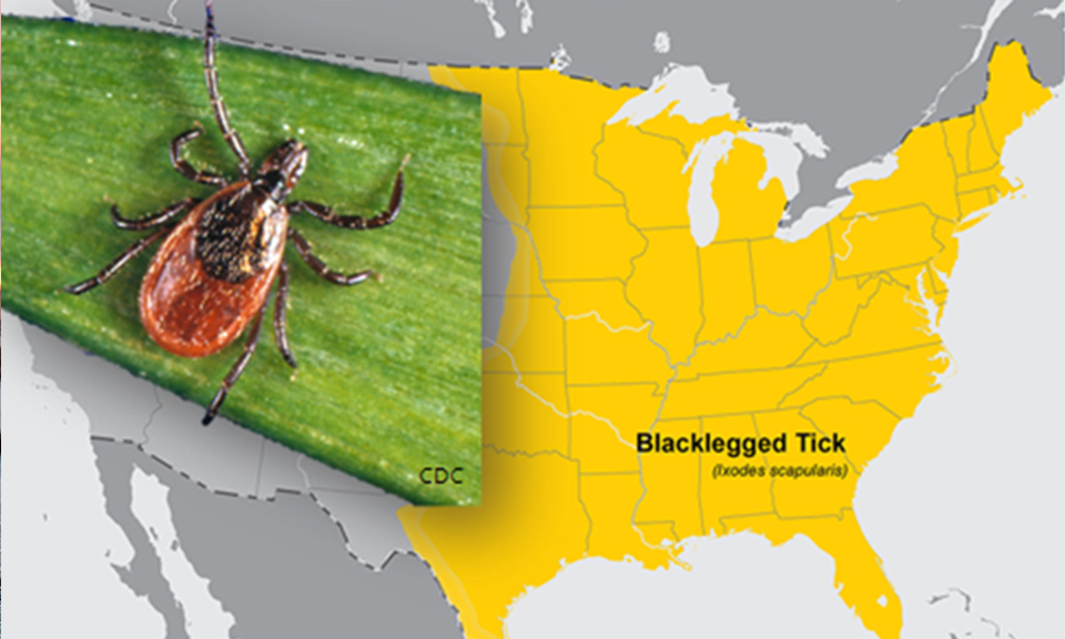 Black Legged Tick