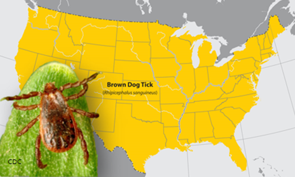 Brown Dog Tick