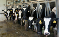 cows