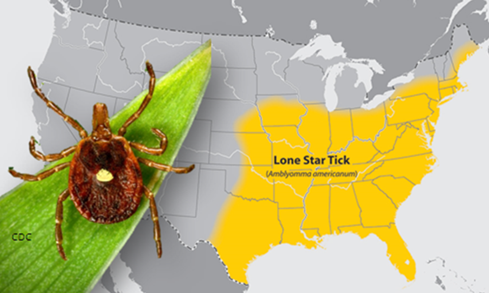 Lone Star Tick